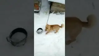 Смешной пёсик