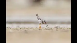 Terek Sandpiper caught a Crab (MP4 made from 70 JPGs)