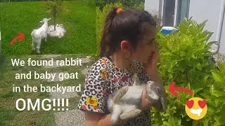 Sooo cute!!! we have kitty, rabbit, and baby goat in our backyard - Part 2