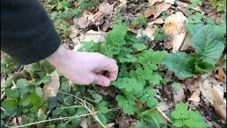 les plantes sauvages du début de printemps à Paris (bois de Vincennes)