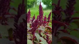 Grow 'Impact Plants' For a Productive Kitchen Garden🌿 #gardeningtips