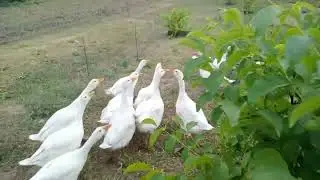 Ось послухайте, що я хочу вам сказати!
