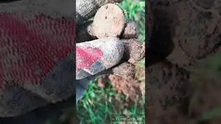 Хороший коп, в подмосковье