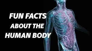 Fun Facts About The Human Body | Facts About The Human Body