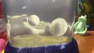 Sea-Monkeys через три месяца после запуска.