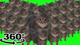 oiiaoiia cat x10000000 | oiiaoiia cat 360° over 1 million times
