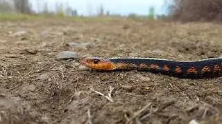 Up Close Slow-Mo Snake Tongue Flick