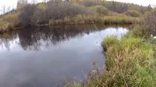 Субботний окушок 26.09.15