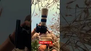 Live now! #shorts #reels #summer #nature #wildlife #viral #vacation #sunset #photography #camerarig