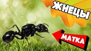 Harvester Ants - Messor Structor