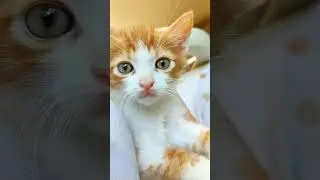 Hellöööö everybody 🤭 #youtube #subscribe #tiktok #newvideo #funny #reels #video #cat #cute #shorts