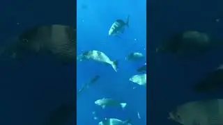 Unboxing and Testing Underwater Touch Screen Phone Case