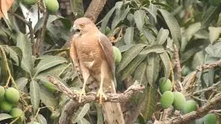 Indian Shikra Bird Calls - Accipiter badius || Little Banded Goshawk.