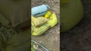 जैविक हल्दी में वर्मीकम्पोस्ट का इस्तेमाल |use of vermicompost in organic turmaric| #vermicomposting