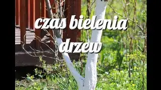 czas bielenia drzew