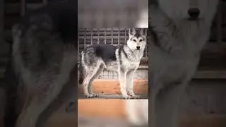 #wolf
