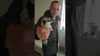 Дятел