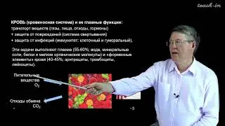 Дубынин В. А. - 100 часов школьной биологии - 1.4. Кровь: плазма, эритроциты, тромбоциты