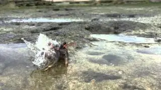 AKI INOMATA《Why Not Hand Over a “Shelter” to Hermit Crabs? -White Chapel-》