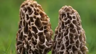 A Kashmir couple developed first high-tech exotic Mushroom farm with Technical help of SKUAST-K