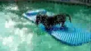 The Diving Dachshund !