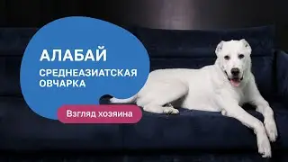 Алабай Среднеазиатская овчарка — все о породе, плюсы и минусы — шоу «Ожидание/реальность»