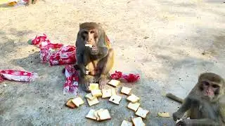 वानर राजा ब्रेड कैसे खा रहें हैं 😱😱😱 #feedinganimals  #monkey #trending #viral #youtube