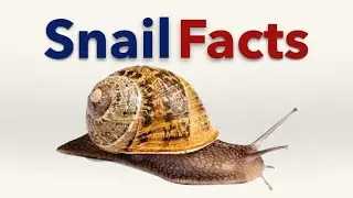Snail Facts