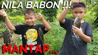 MANCING NILA BABON DI PARIT KECIL