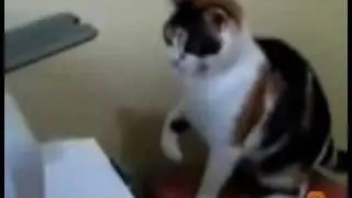 Кошки.