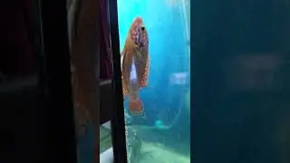 Не знакомая рыбка.. Метит икру