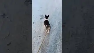 Яна Ниндзяго 