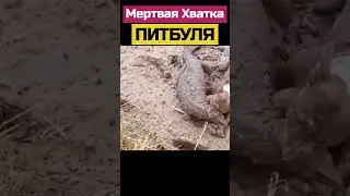 #animal #nature #animals #shortsvideo #wildlife #шортс #шортс2023
