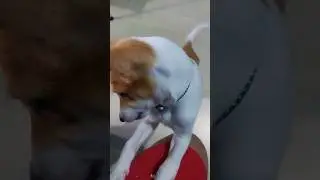Doggin' Around 