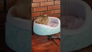 История одного кабачка #жизньвдеревне