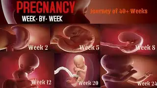 Pregnancy Week By Week |Journey of 40+ Weeks | Fetal development week by week |