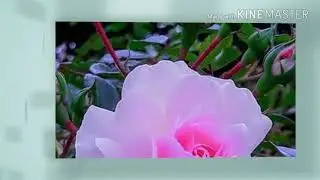 MOHAMMED SHARIF STUDIO OF LIFE JOURNEY.