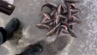 Секреты успешной  ловли окуня на чертика  Снасти. Техника лова.