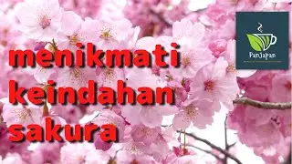 Suasana ketika mekarnya bunga sakura | bulan Ramadan di Jepang