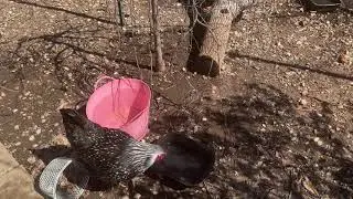 Prepare for SPRING In Your Backyard Chicken Run