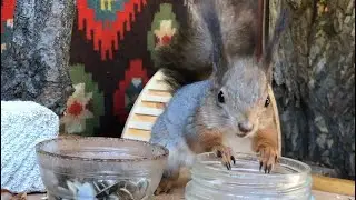 Приятного аппетита, Фрунзик 😍 #animals