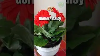 Indoor plants that help in better sleep 