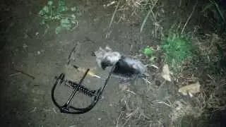 Mole capture with an Out O'Sight Mole Trap