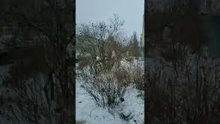 Воробьи зимой Иваново