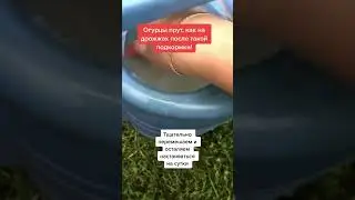 Огурцы прут как на дрожжах