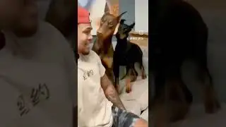 забавные Dog's😂