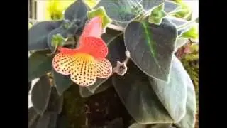 ♡ Coléria - Kohleria Bogotensis ♡