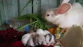 Inventions for the chickens and rabbits