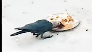 Crow sounds - crazy crow ke awaz- Natural sounds Clips
