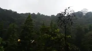 Dense Jungle Safari